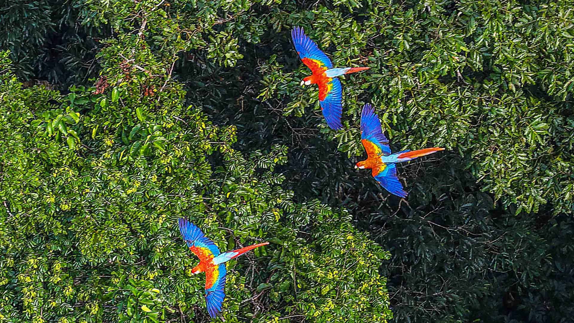 Visão aérea da floresta amazônica brasileira