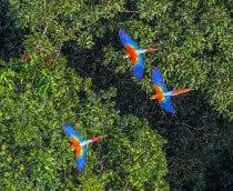 Visão aérea da floresta amazônica brasileira