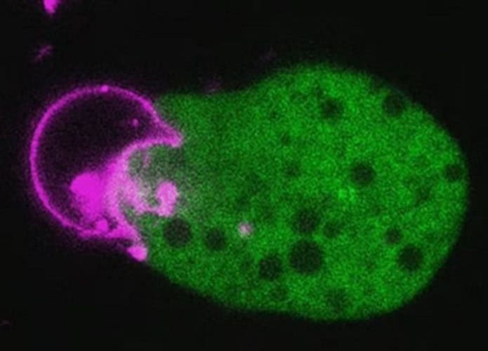 ameba parasita