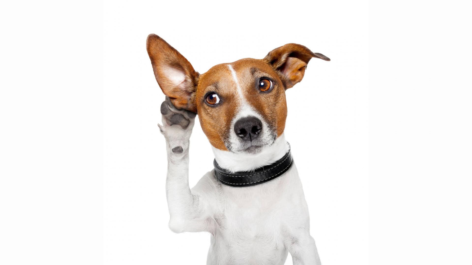 imagem mostra um cachorro com a pata na orelha, atento aos sons do ambiente ao redor