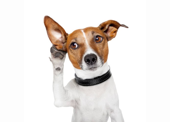 imagem mostra um cachorro com a pata na orelha, atento aos sons do ambiente ao redor