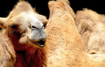 animais-do-deserto-6-365x232