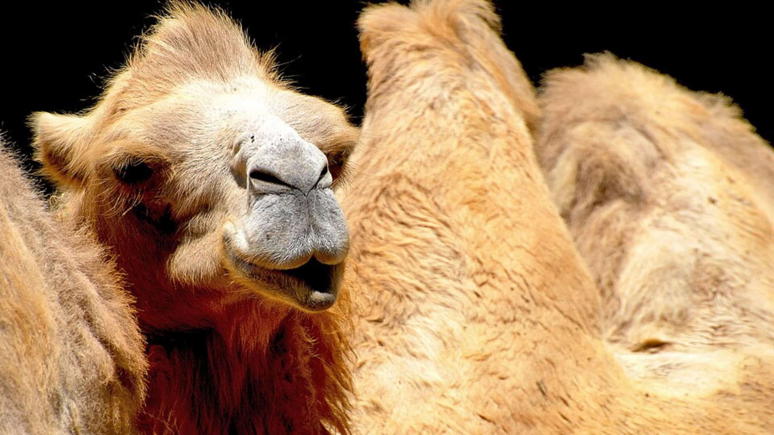 Por que camelos não bebem água o tempo todo, mesmo no deserto?