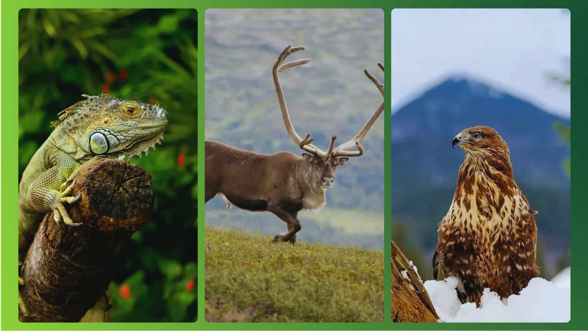 animais-visao-1920x1080