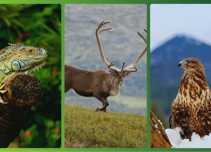 animais-visao-695x500