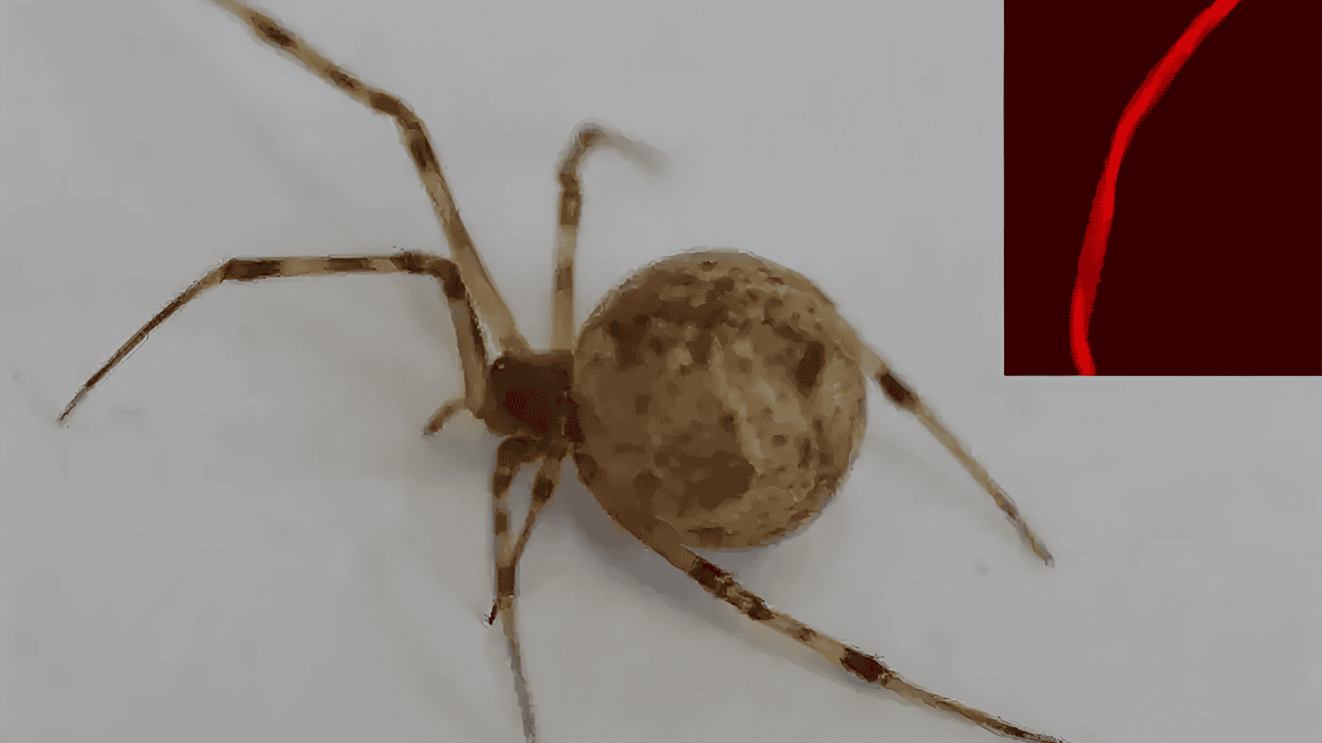 aranha-editada-1920x1080.png