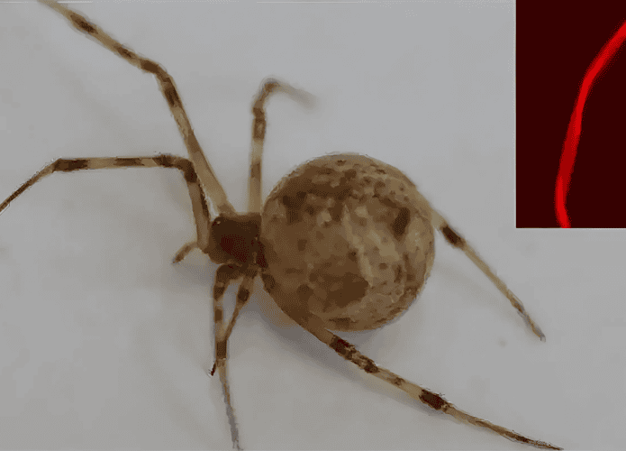 aranha-editada-695x500.png