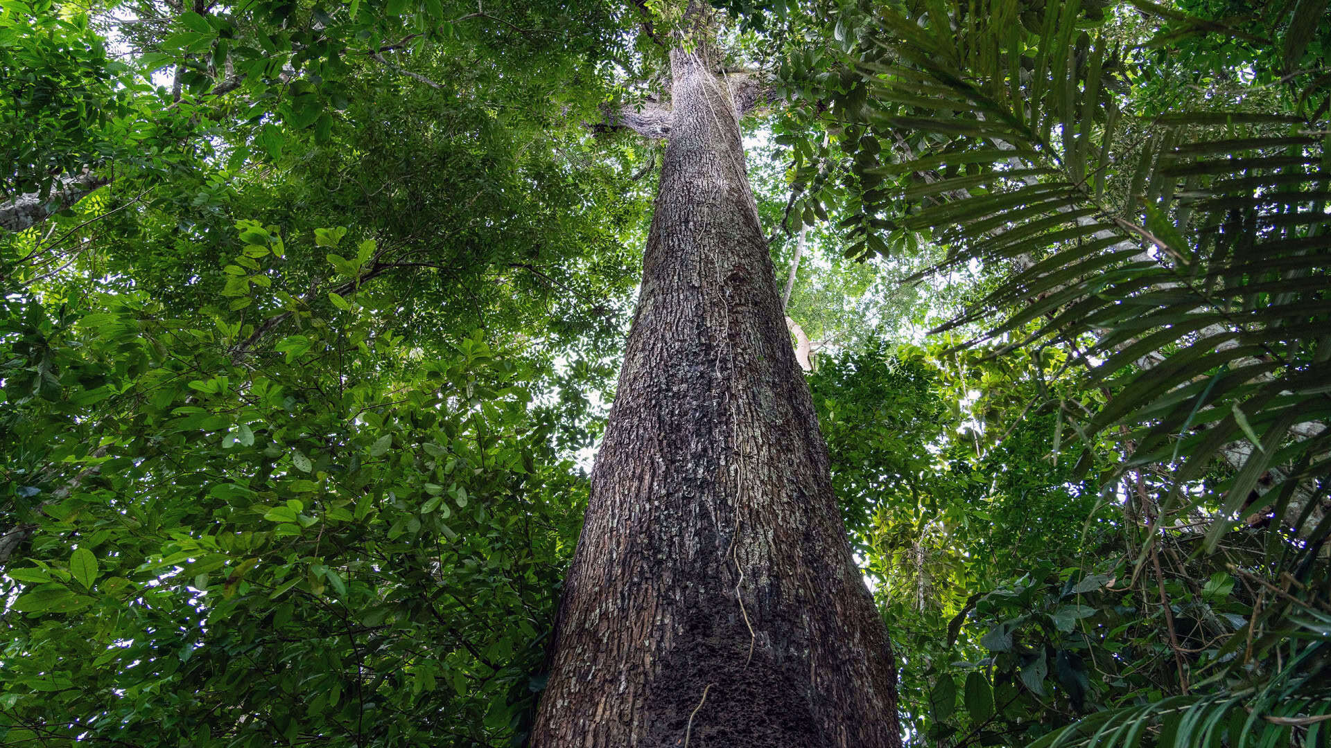 Árvore castanheira fotografada de baixo para cima