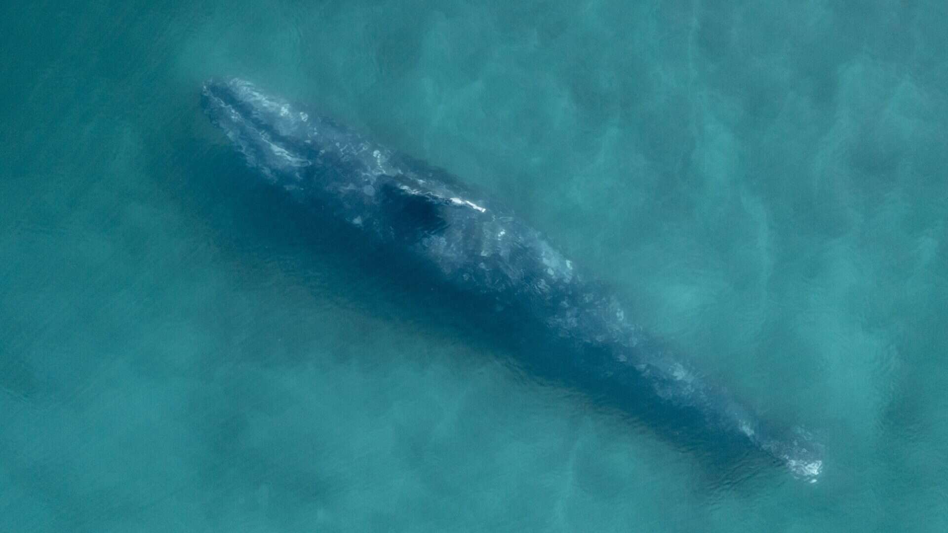baleia cinzenta