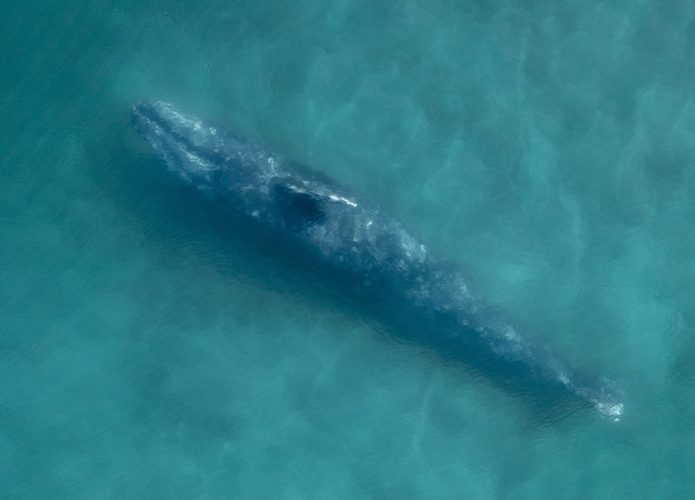 baleia cinzenta