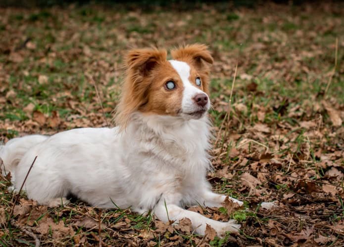 cachorro-cego-695x500