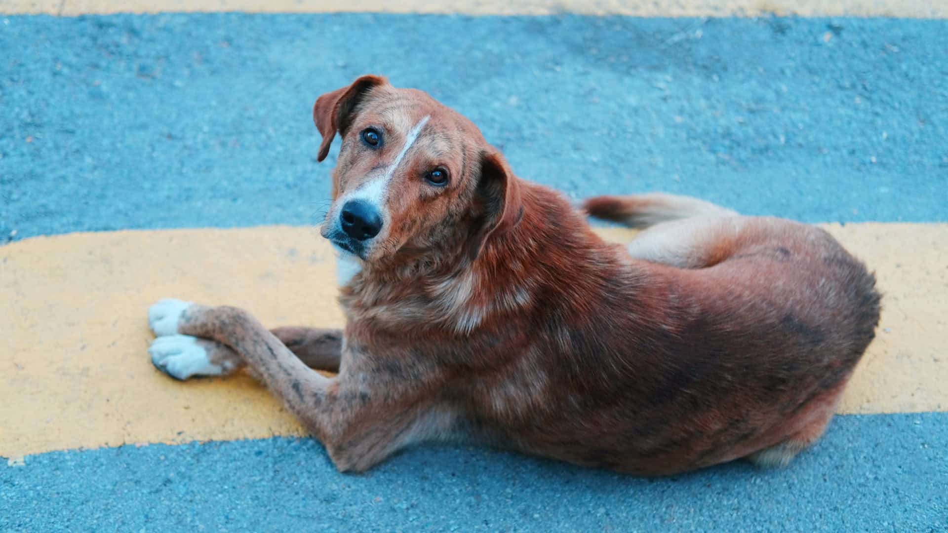 cachorro-deitado-3-1920x1080