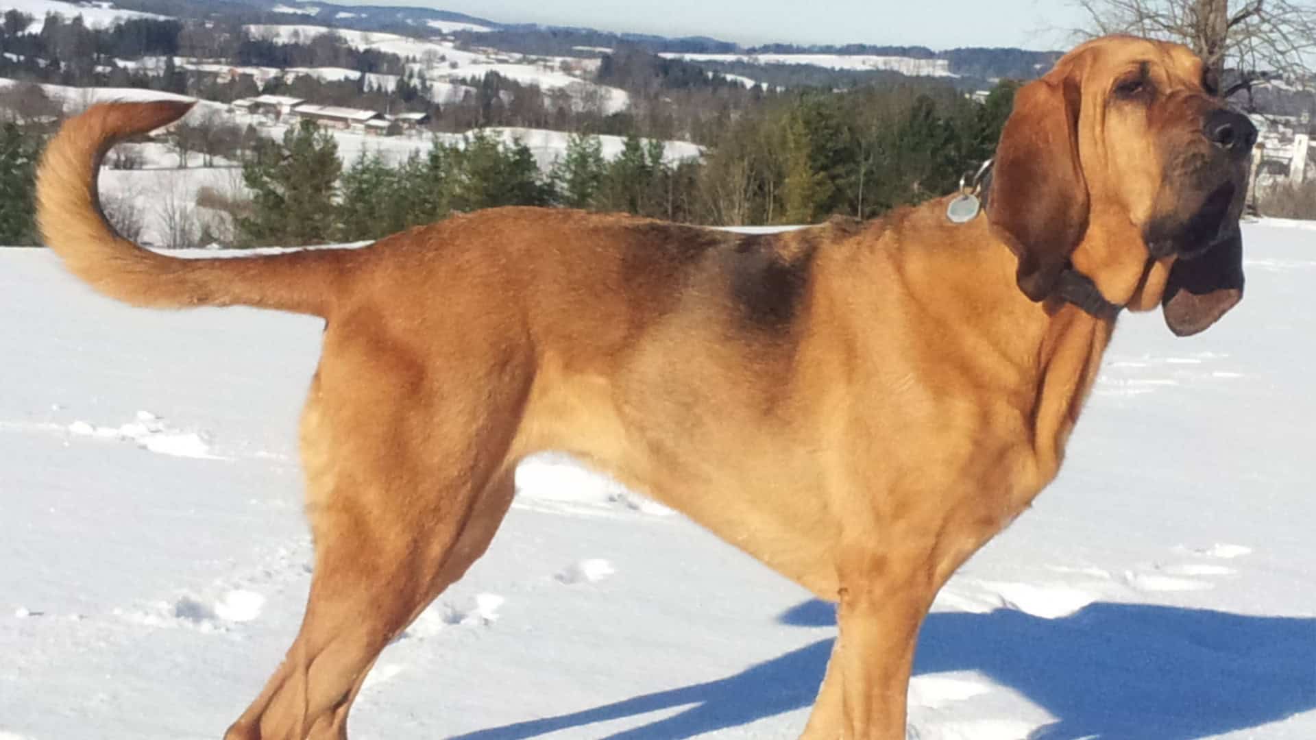 cachorro-farejador-1920x1080