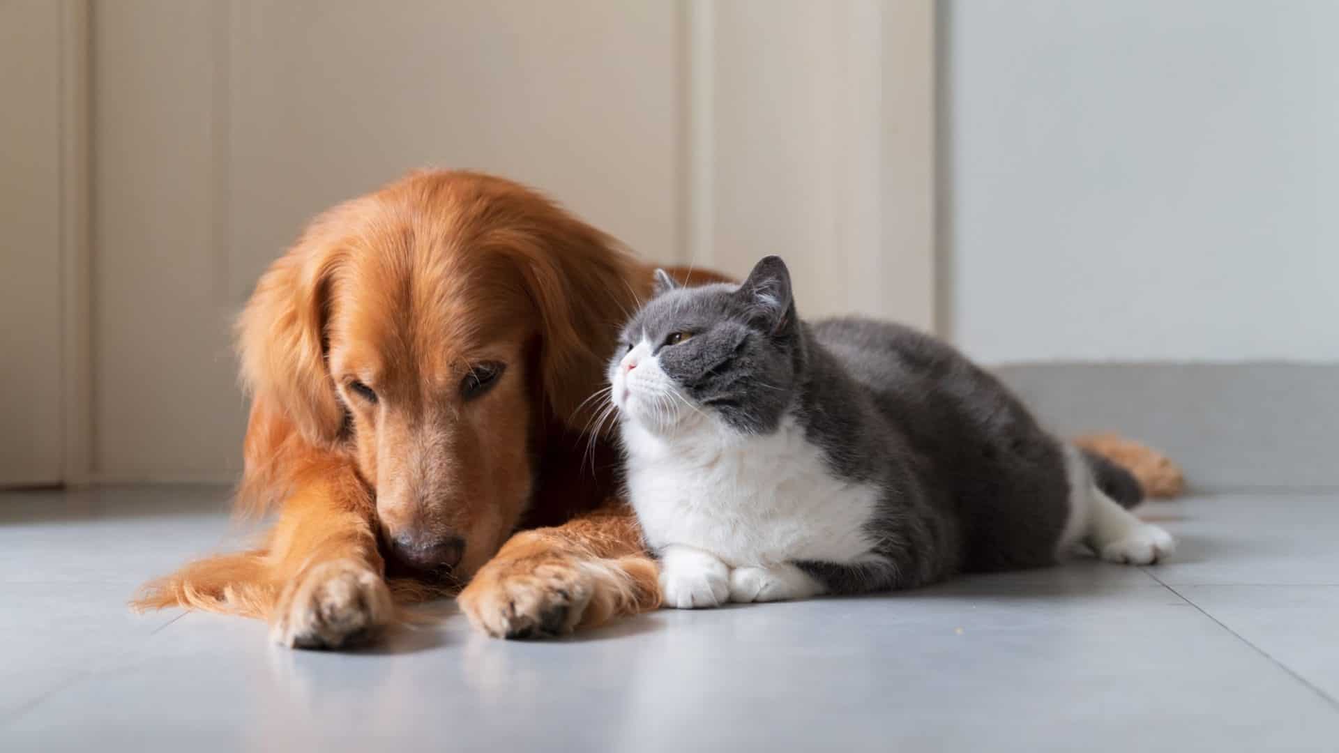 cachorro gato