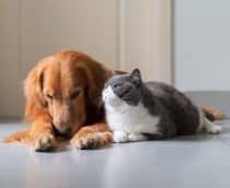 cachorro gato