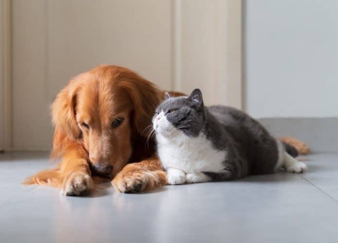 cachorro gato