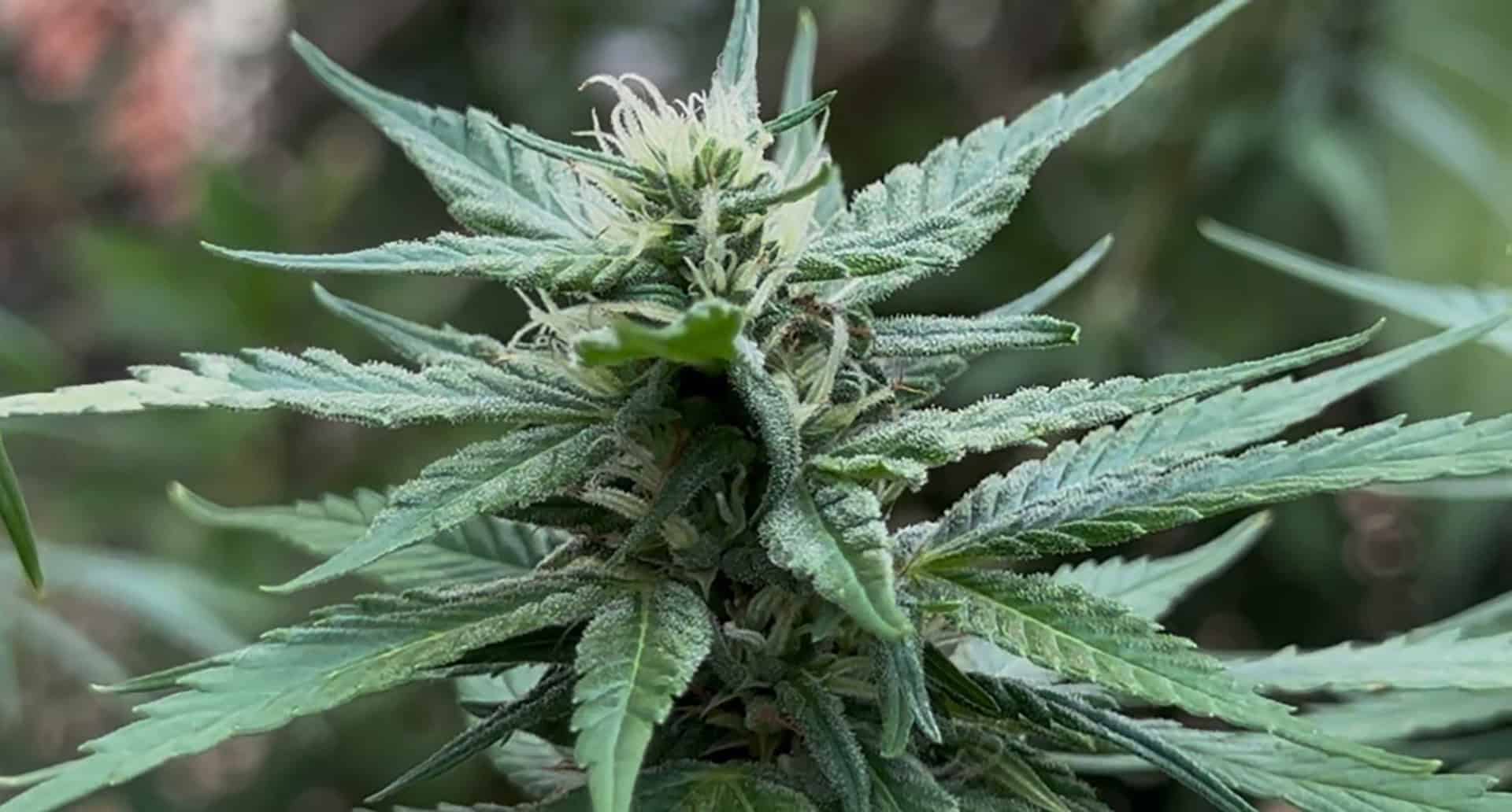 Planta da cannabis
