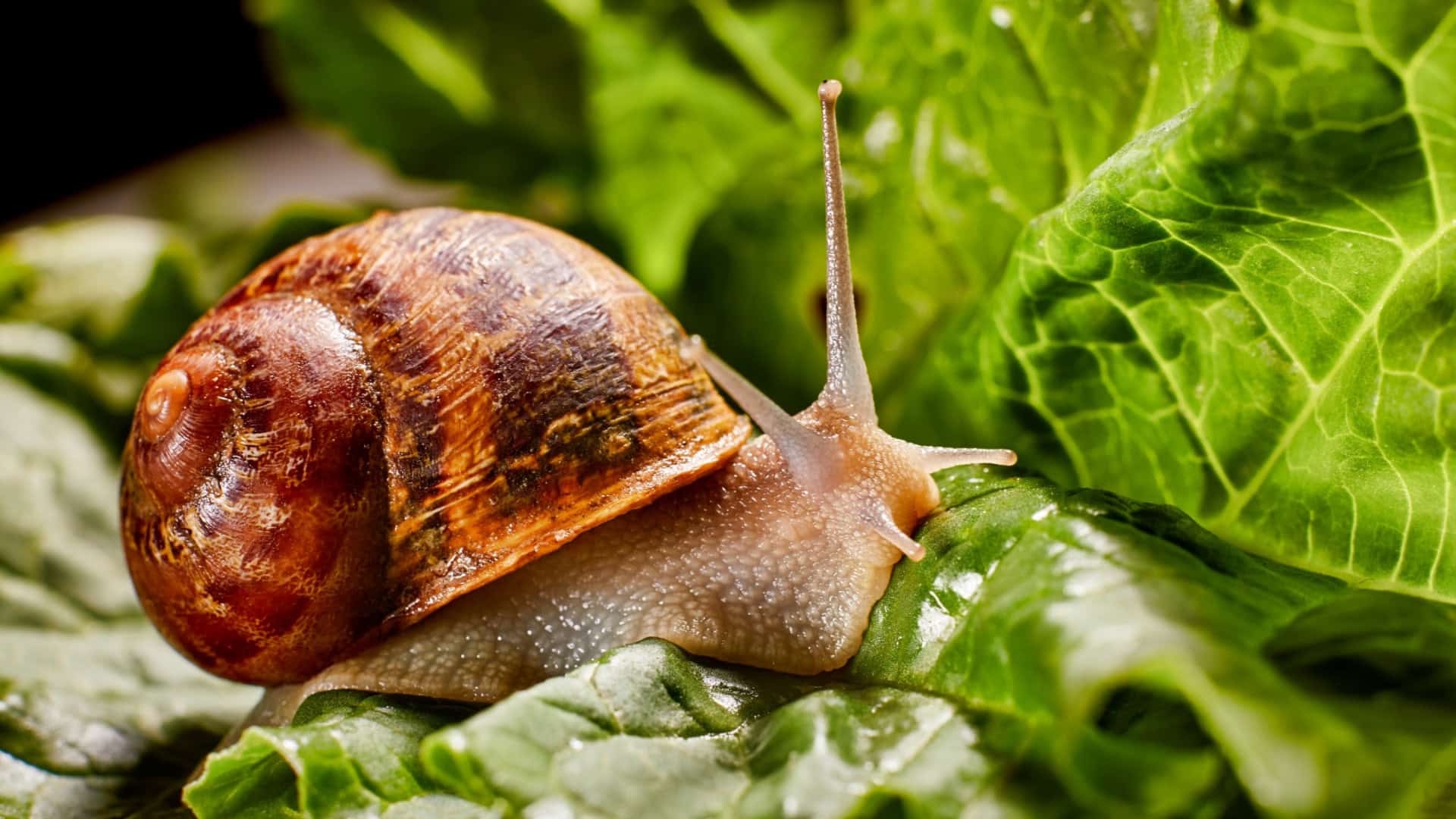 caracol-1920x1080