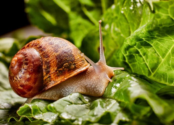 caracol-695x500