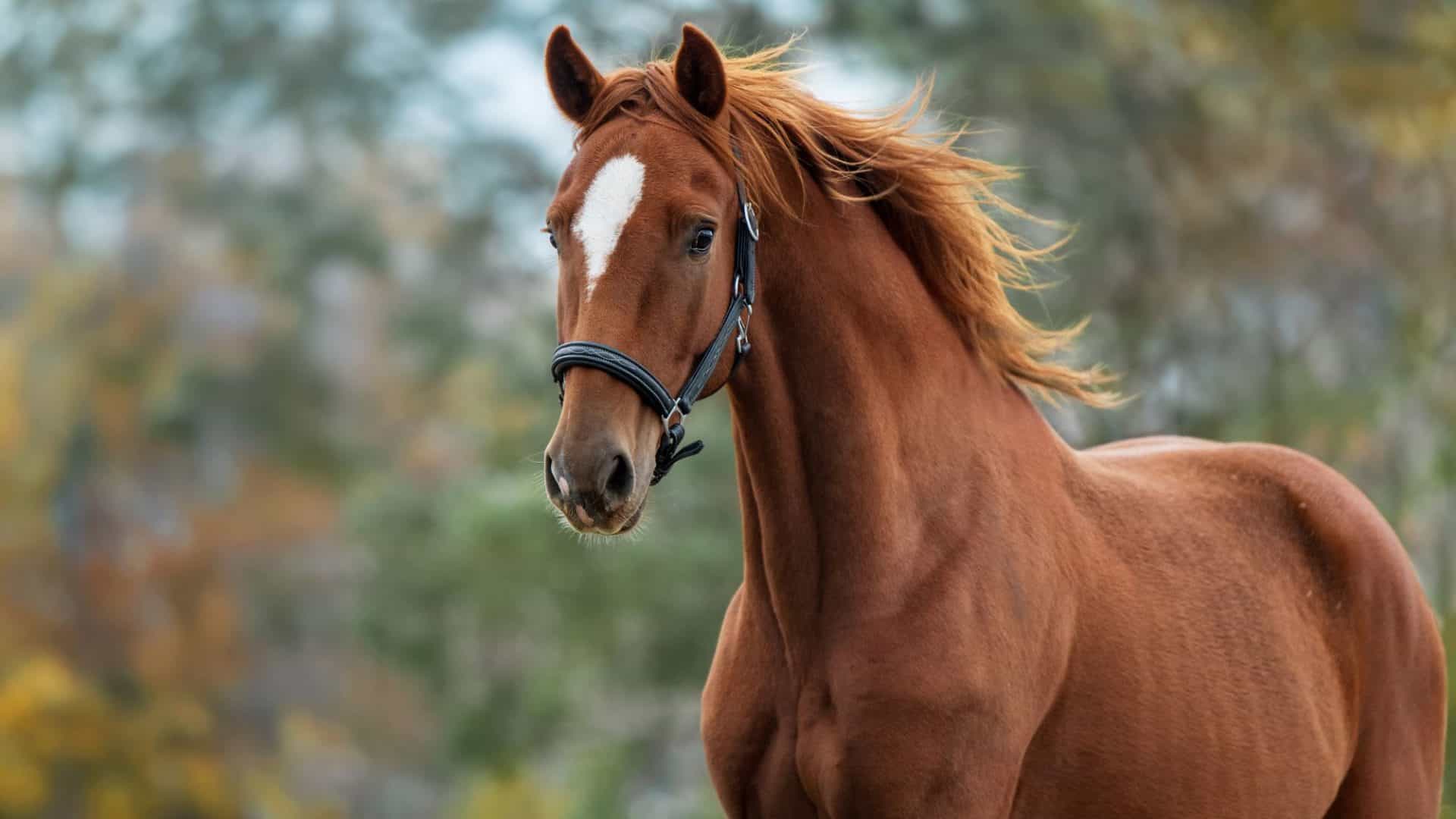 cavalo