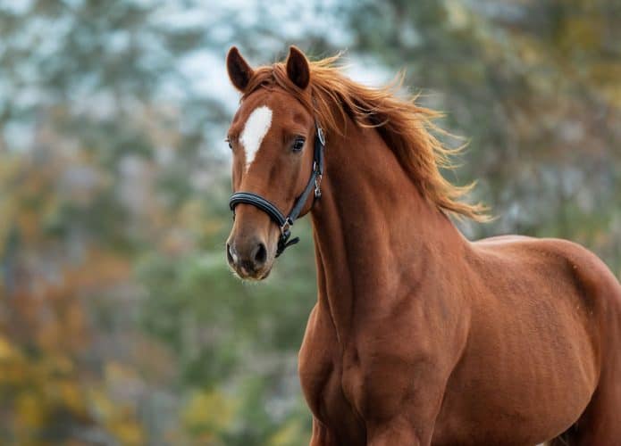 cavalo