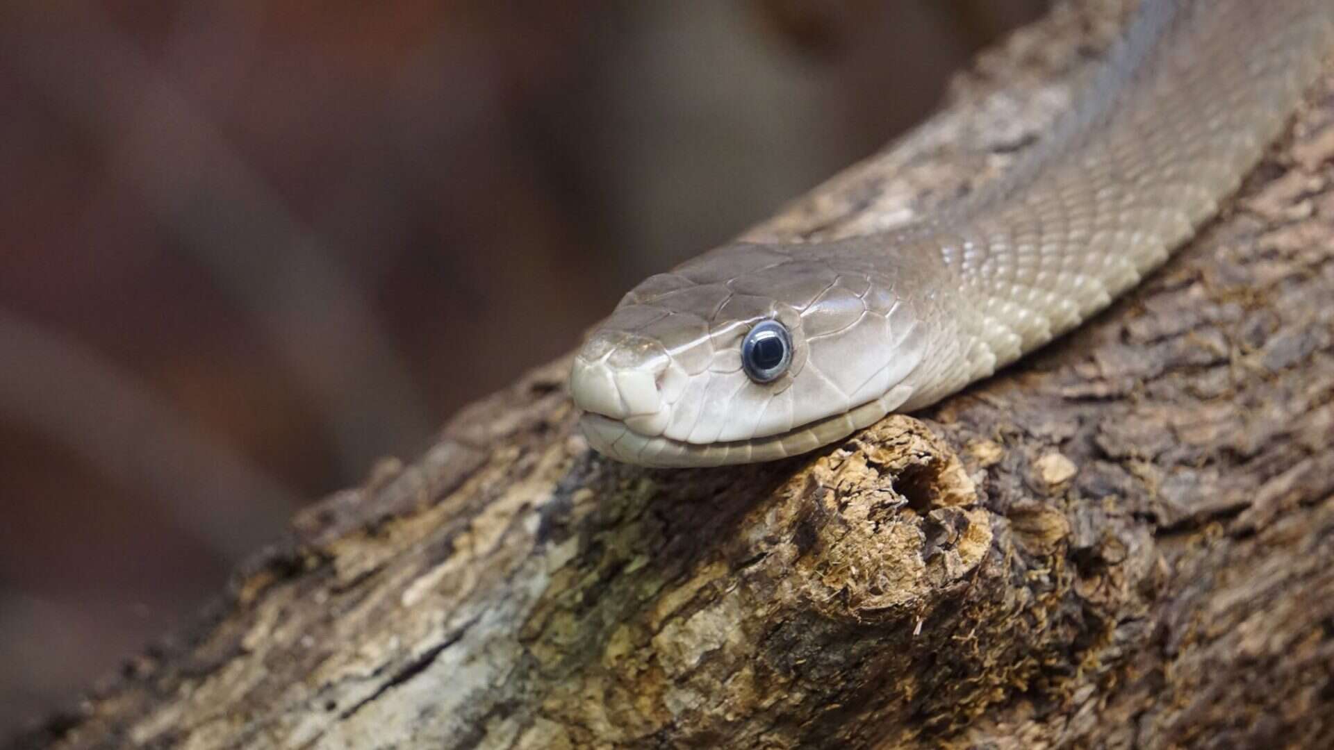 cobra