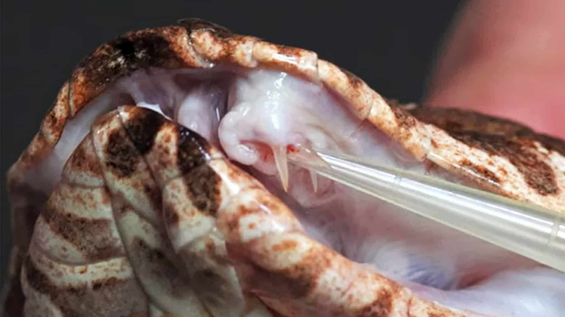 cobra-da-morte-3-presa-1920x1080