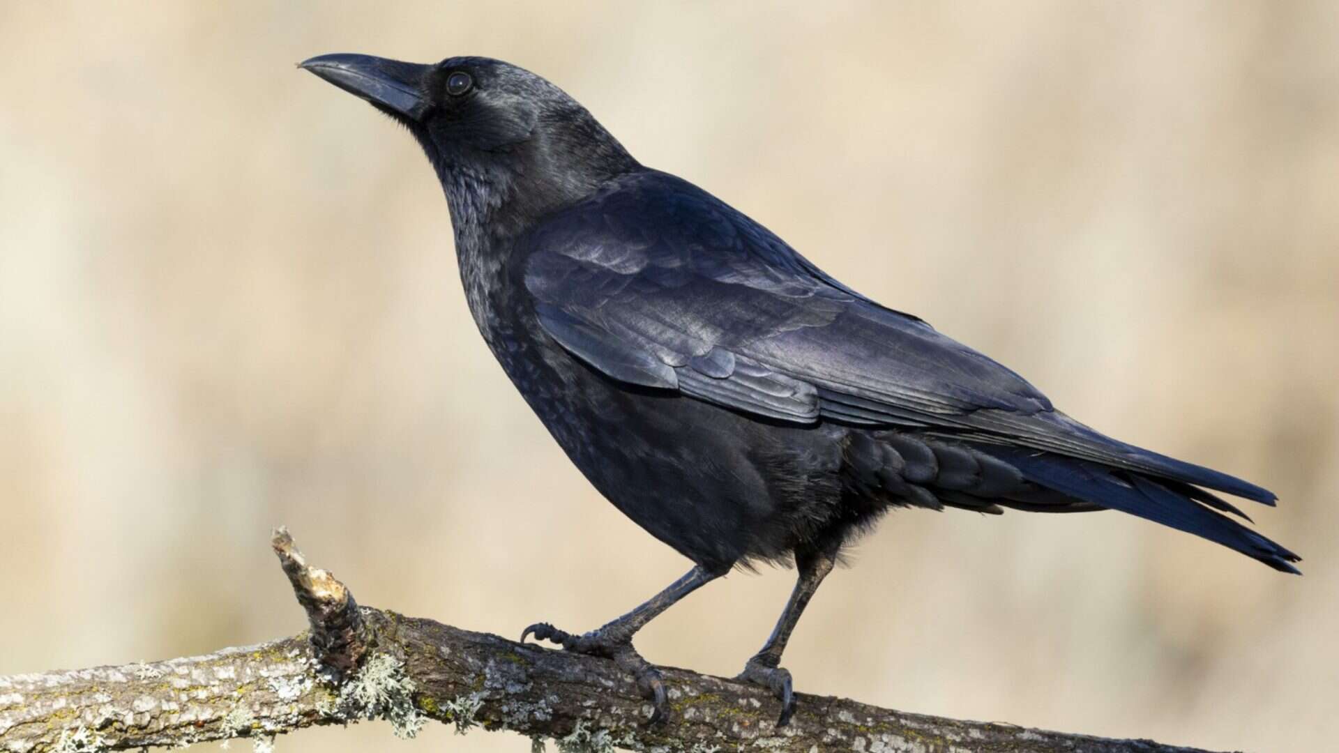 foto de um corvo em um galho de perto