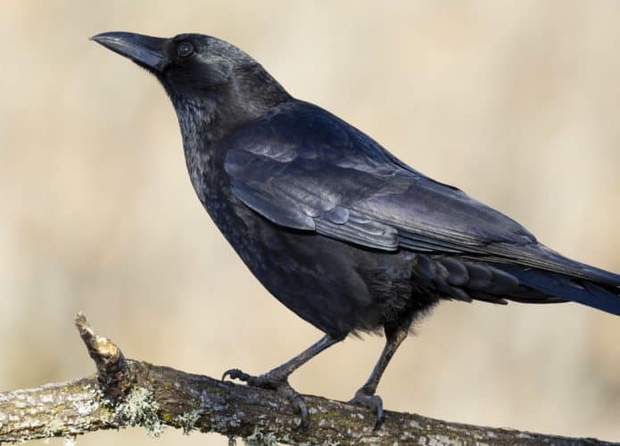 foto de um corvo em um galho de perto