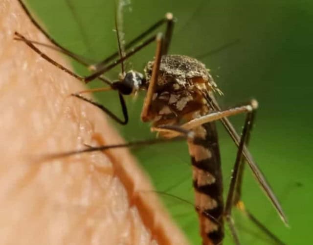 Capa - Aedes aegypti