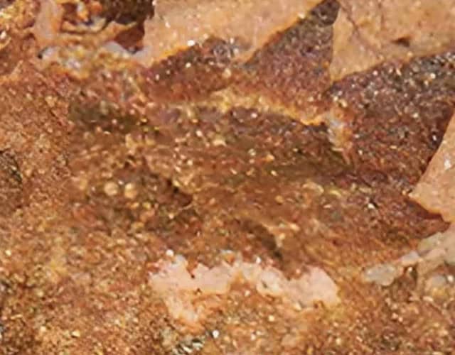 Capa - Fossil