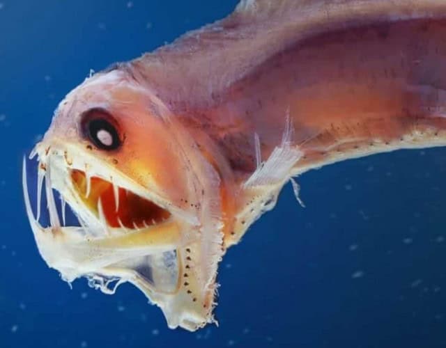 Capa - animais marinhos