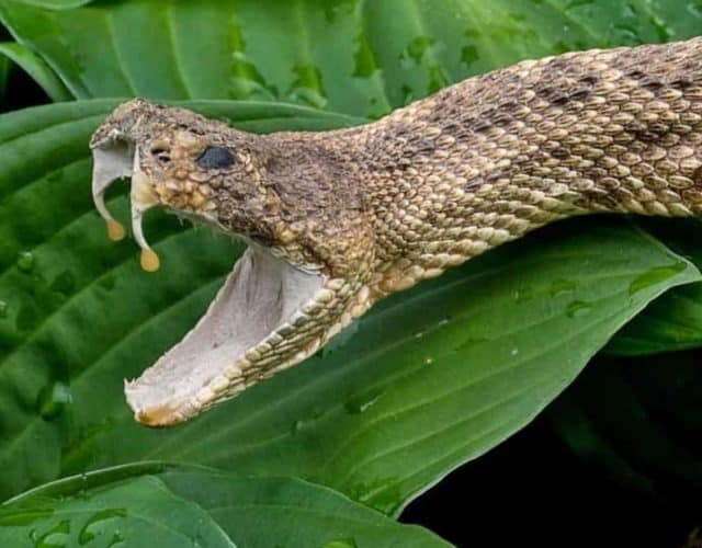 cobra-WS