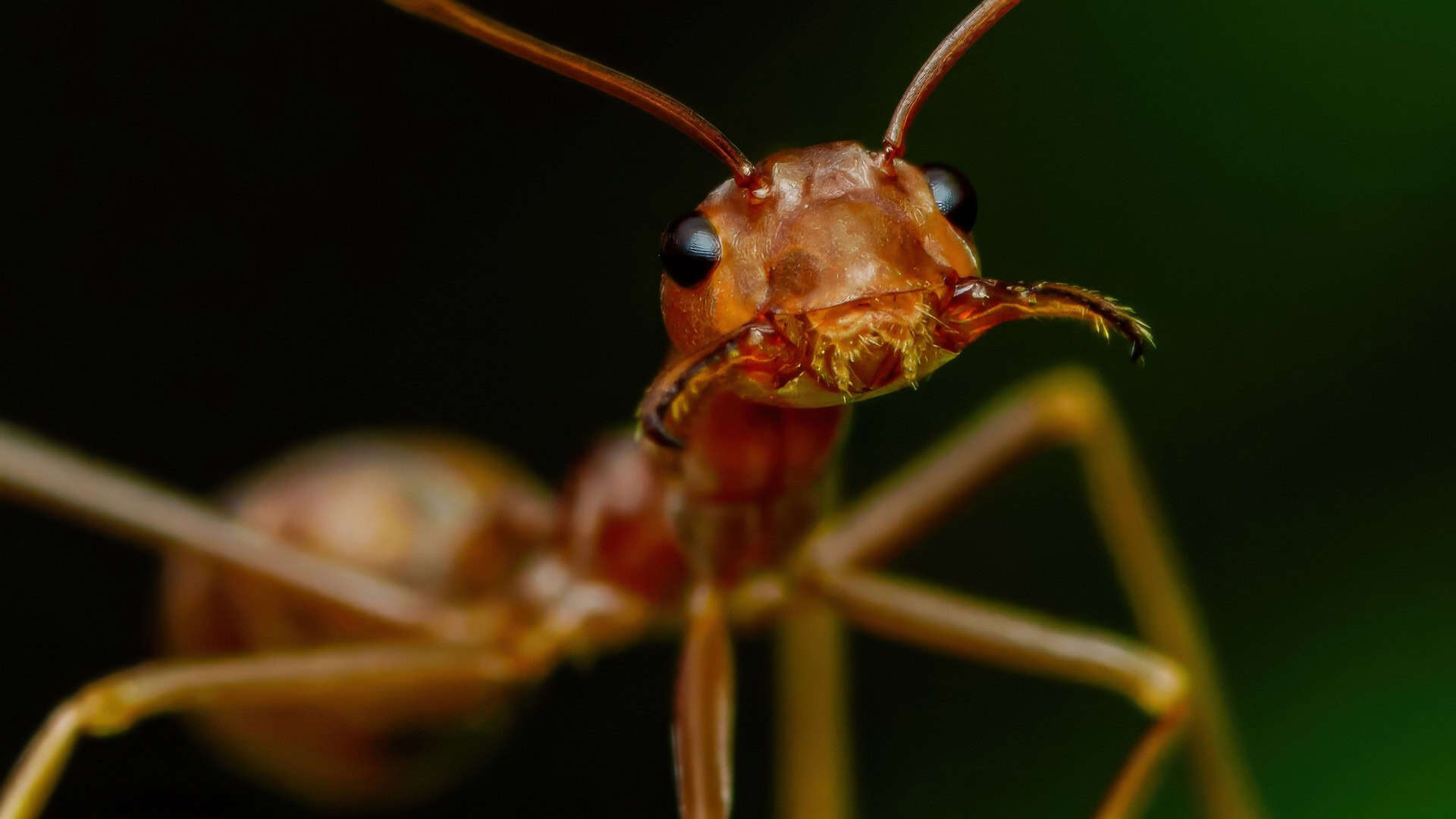 Formiga-tecelá exibe sua mandíbula poderosa