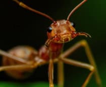 Formiga-tecelá exibe sua mandíbula poderosa
