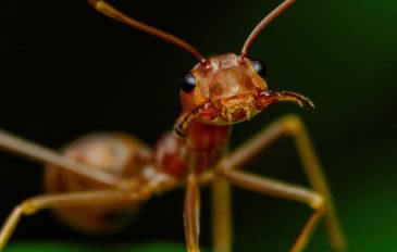 Formiga-tecelá exibe sua mandíbula poderosa
