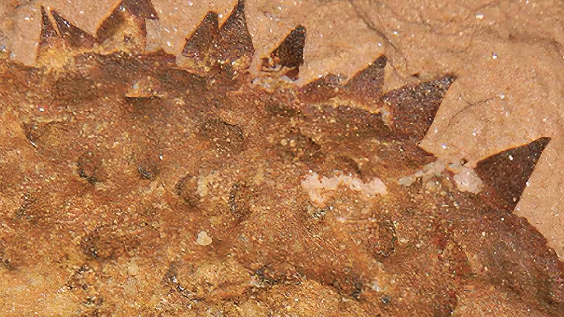 fssil-Shishania-1-1920x1080
