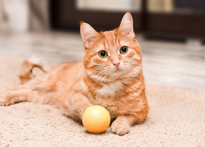 gato laranja