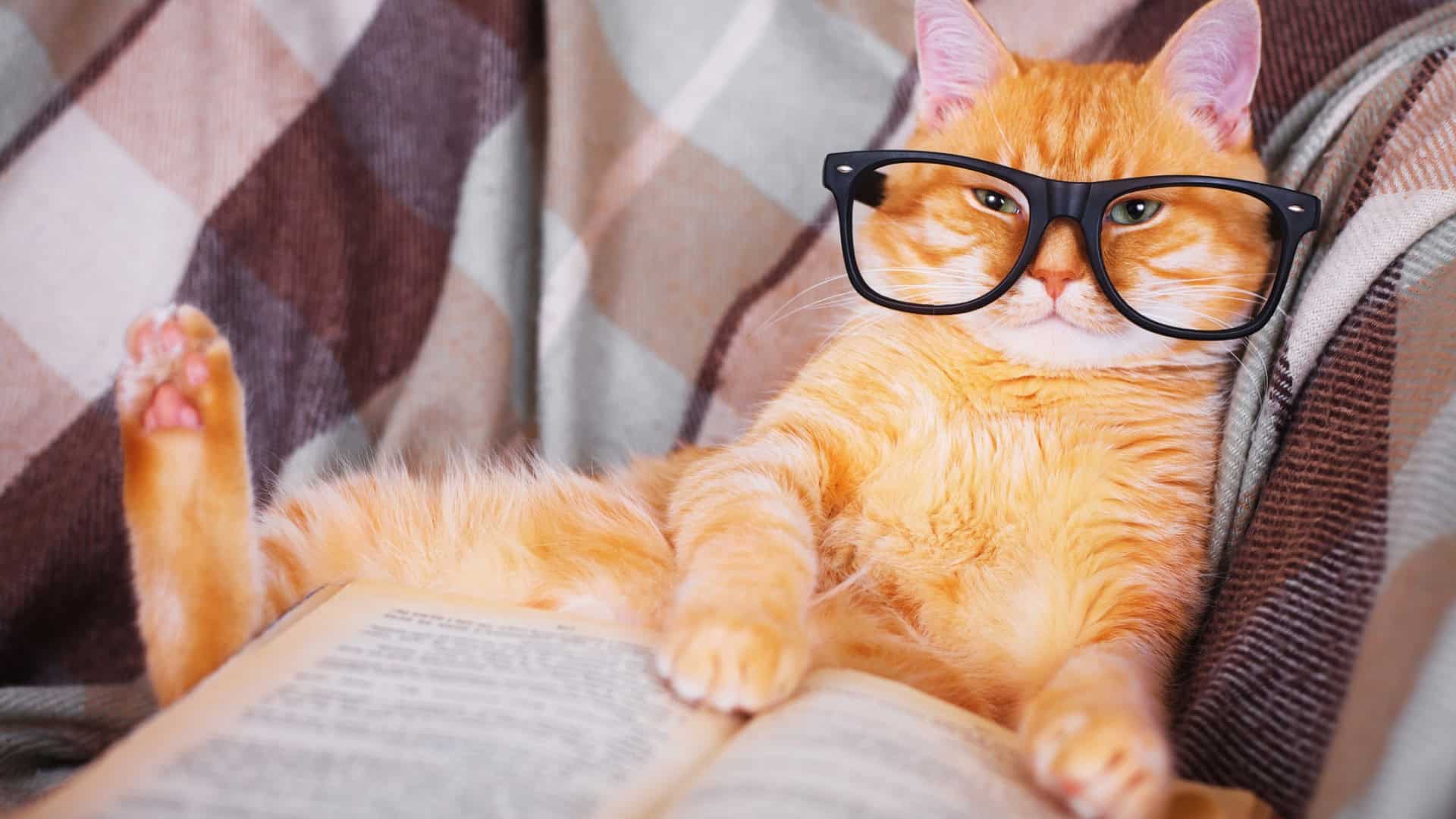Gato de óculos com um livro nas patas, deitado no sofá