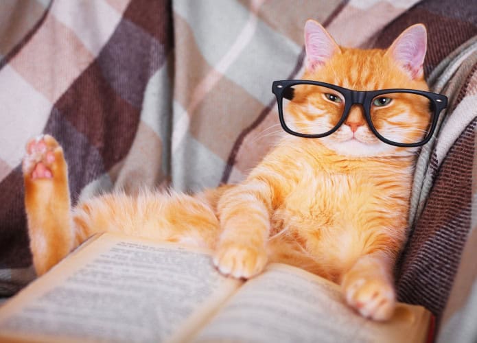 Gato de óculos com um livro nas patas, deitado no sofá