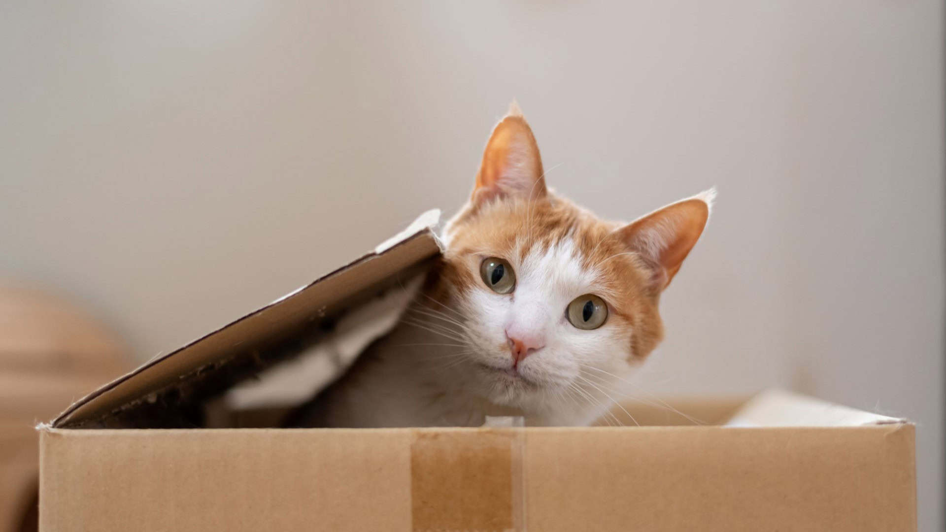gatos