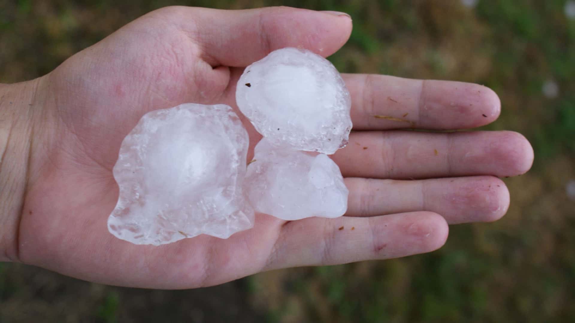 Três grandes pedras de granizo em uma mão humana