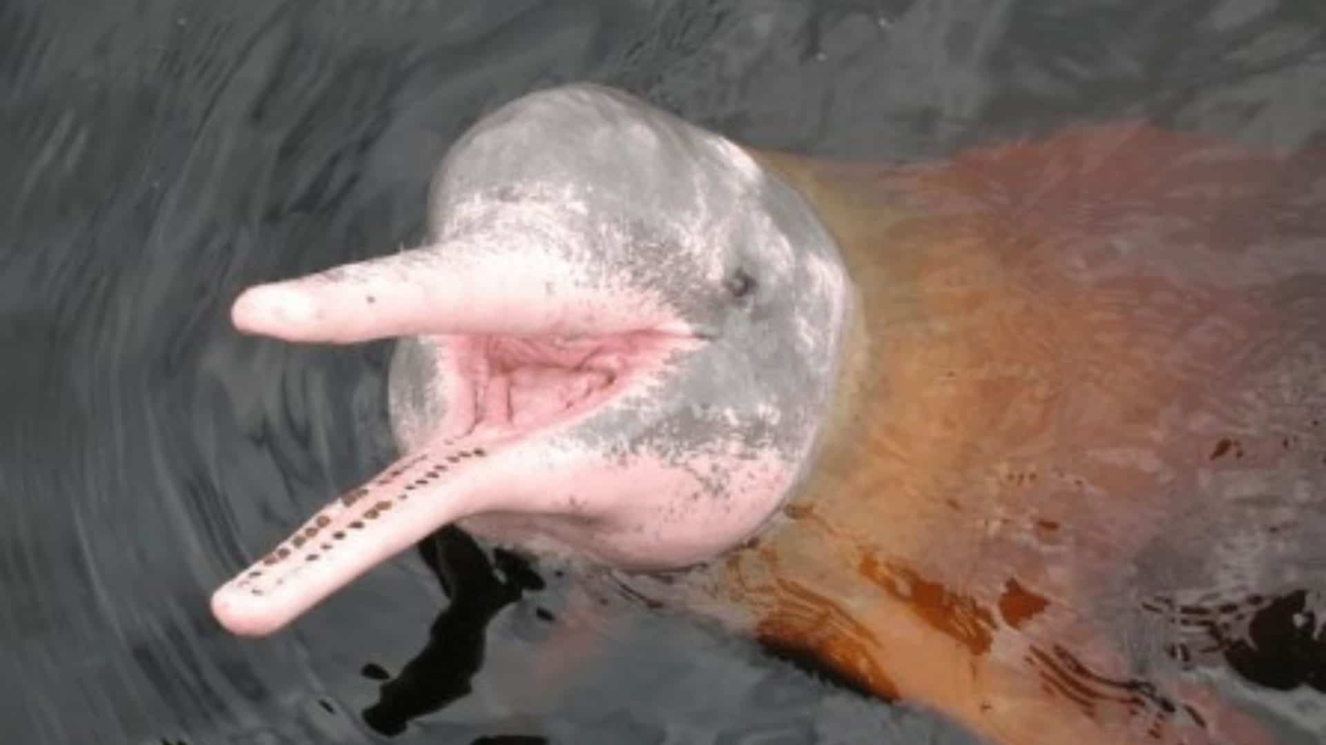 boto cor de rosa nadando no rio