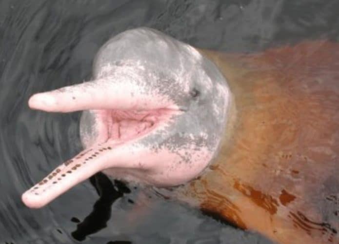 boto cor de rosa nadando no rio