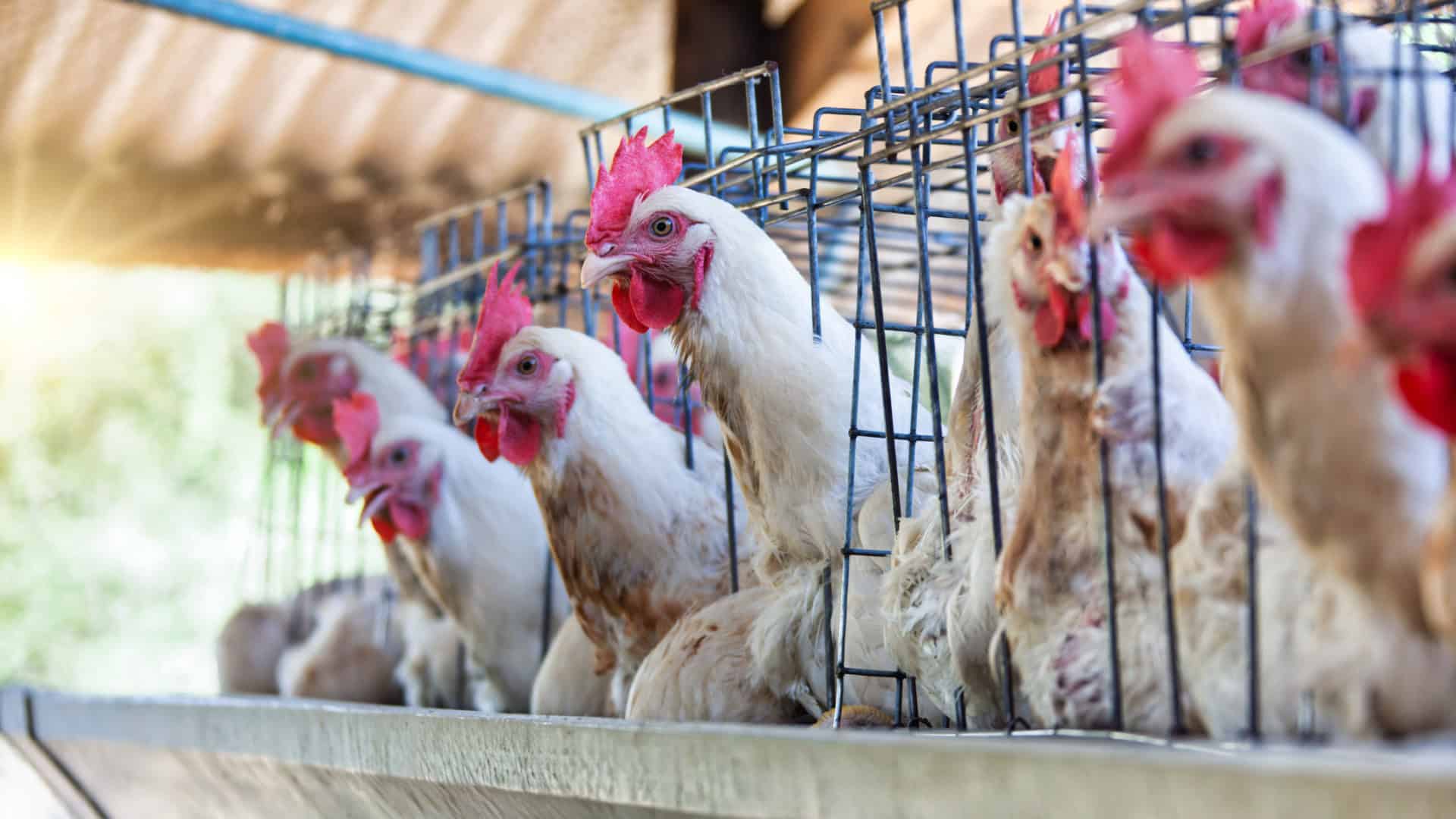 várias galinhas em um galinheiro