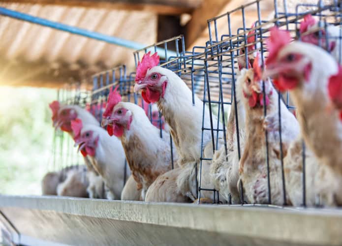 várias galinhas em um galinheiro