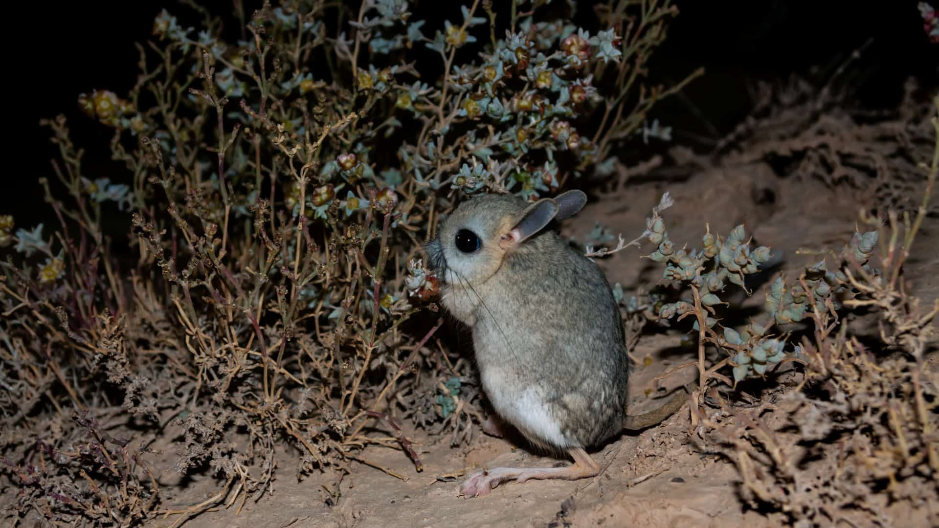 Pequeno jerboa de cinco dedos (Allactaga elater) comendo Saltwort (Salsola sp.) nos habitats naturais do deserto