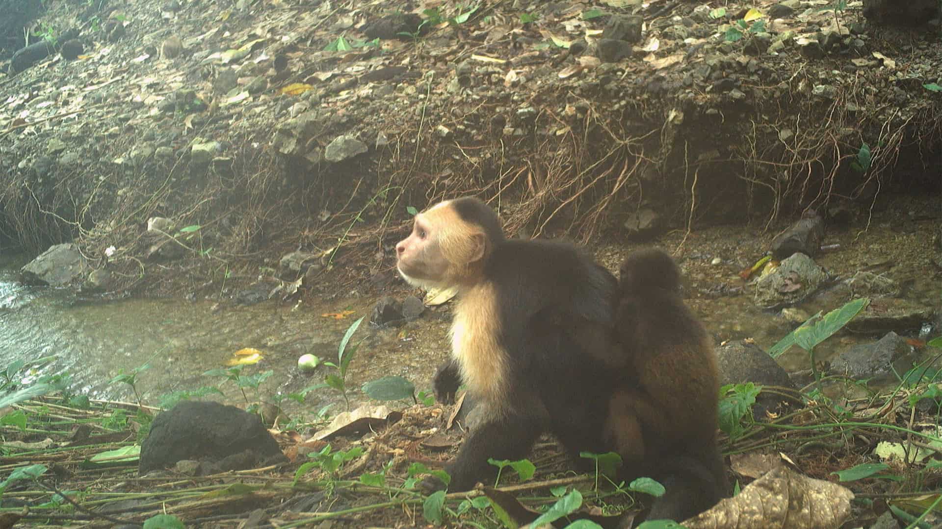 macacos-prego-sequestradores-1920x1080