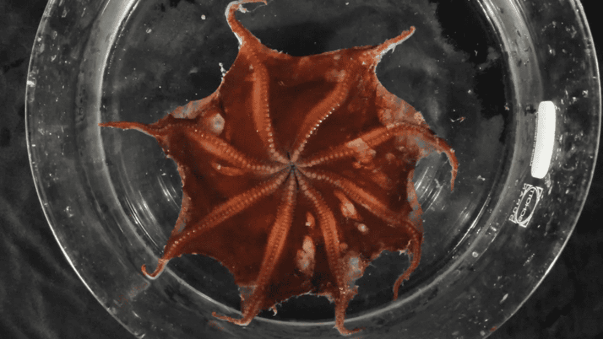 novo-polvo-1-1920x1080.png