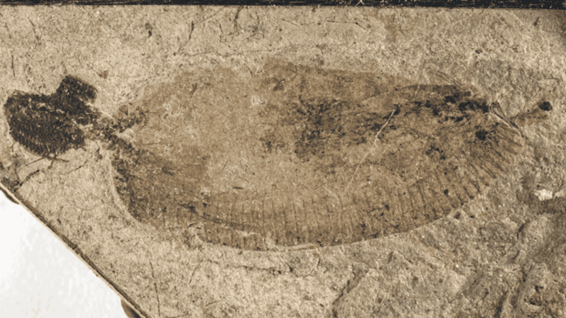 parasita-1-1920x1080.png